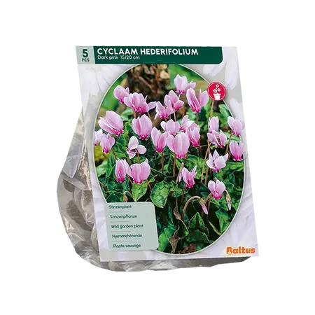 Cyclaam Hederifolium, Donkerroze per 5
