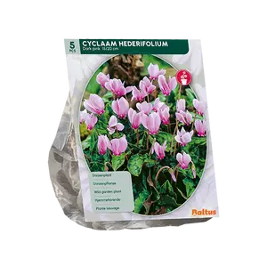 Cyclaam Hederifolium, Donkerroze per 5