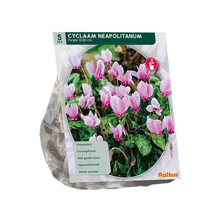 Cyclaam Neapolitanum per 5
