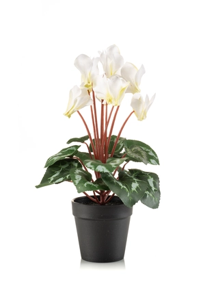 Cyclamen bush white/green 30cm