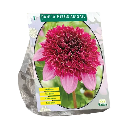 Dahlia Anemone Missis Abigail