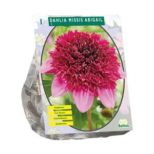 Dahlia Anemone Missis Abigail
