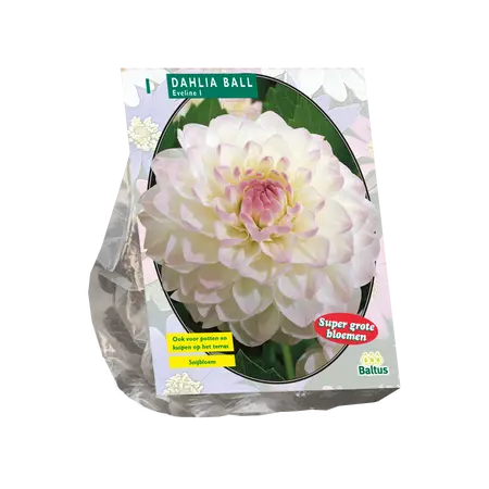 Dahlia Ball Eveline