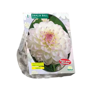 Dahlia Ball Eveline