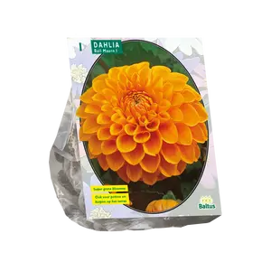 Dahlia Ball Maarn