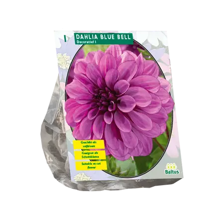Dahlia Blue Bell