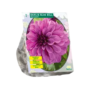 Dahlia Blue Bell