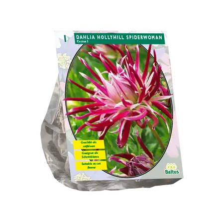 Dahlia Cactus Hollyhill Spiderwoman