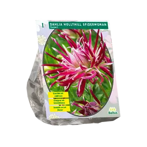 Dahlia Cactus Hollyhill Spiderwoman