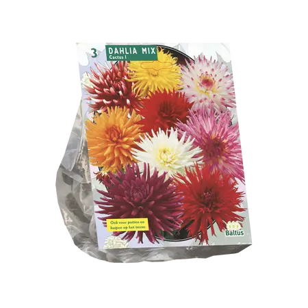 Dahlia Cactus Mixed