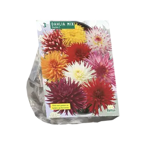 Dahlia Cactus Mixed