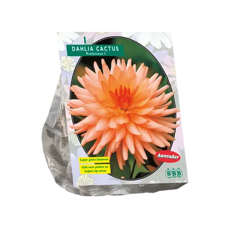 Dahlia Cactus Preference