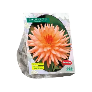 Dahlia Cactus Preference