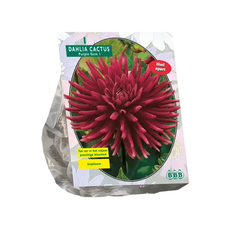Dahlia Cactus Purple Gem