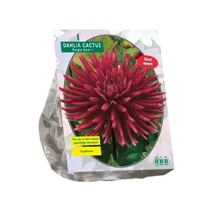 Dahlia Cactus Purple Gem