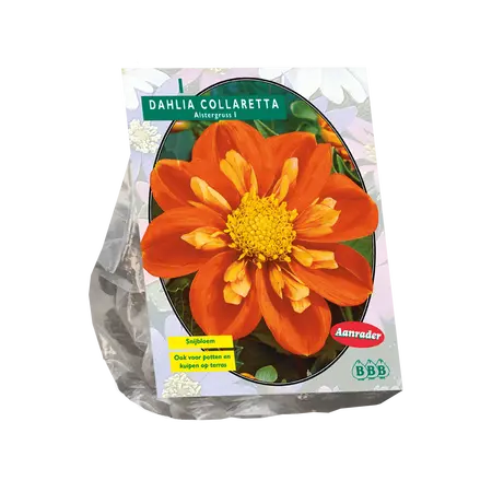 Dahlia Collarette Alstergruss