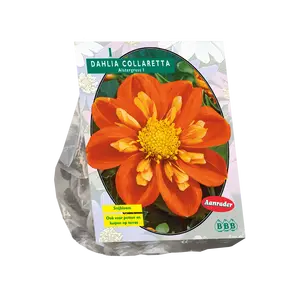 Dahlia Collarette Alstergruss