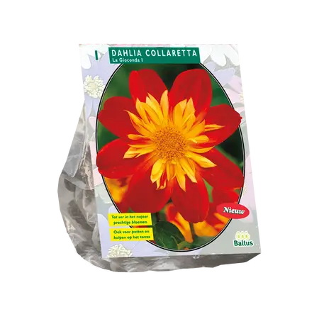 Dahlia Collarette La Gioconda