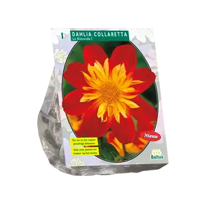 Dahlia Collarette La Gioconda