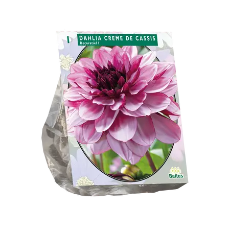 Dahlia Decoratief Creme de Cassis