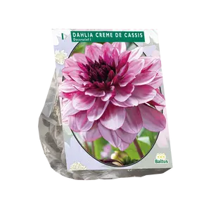Dahlia Decoratief Creme de Cassis