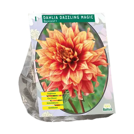 Dahlia Decoratief Dazzling Magic