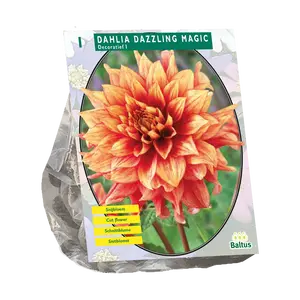 Dahlia Decoratief Dazzling Magic
