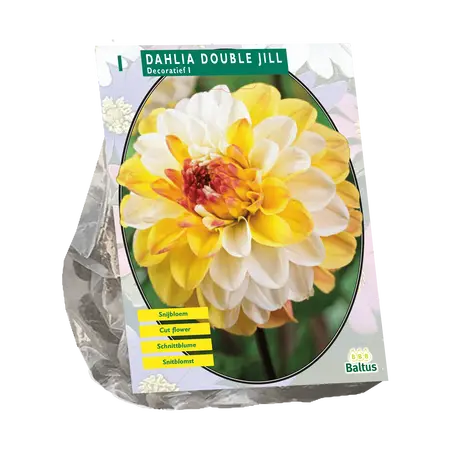 Dahlia Decoratief Double Jill