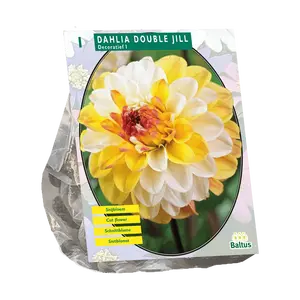 Dahlia Decoratief Double Jill