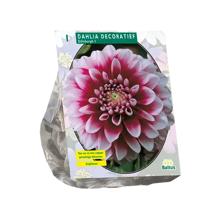 Dahlia Decoratief Edinburgh