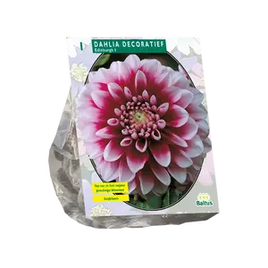 Dahlia Decoratief Edinburgh