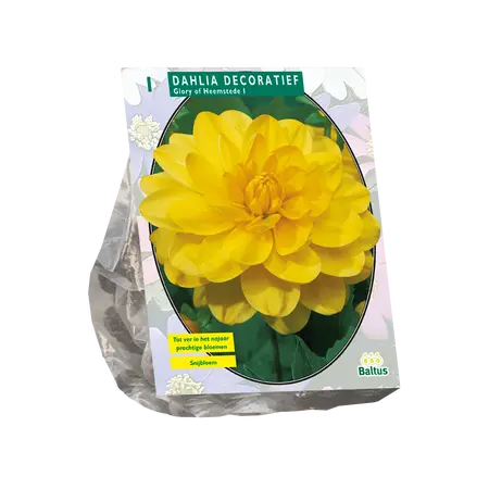 Dahlia Decoratief Glory of Heemstede