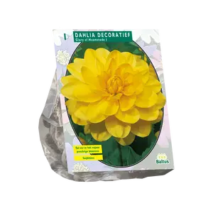 Dahlia Decoratief Glory of Heemstede