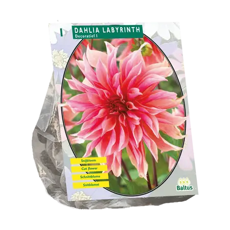 Dahlia Decoratief Labyrinth