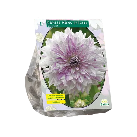 Dahlia Decoratief Mom's Special