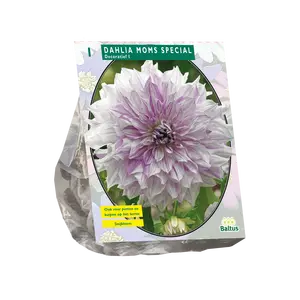 Dahlia Decoratief Mom's Special