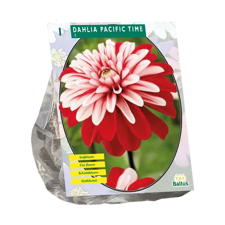 Dahlia Decoratief Pacific Time