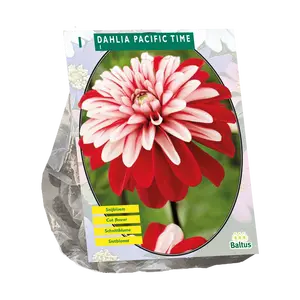 Dahlia Decoratief Pacific Time