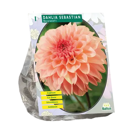 Dahlia Decoratief Sebastian