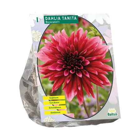 Dahlia Decoratief Tanita