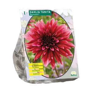 Dahlia Decoratief Tanita