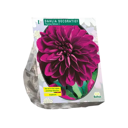 Dahlia Decoratief Thomas Edison