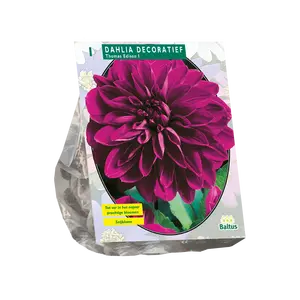 Dahlia Decoratief Thomas Edison