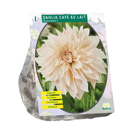 Dahlia Dinnerplate Café au Lait