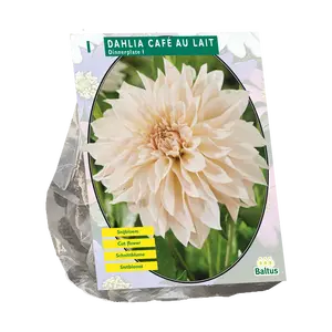 Dahlia Dinnerplate Café au Lait