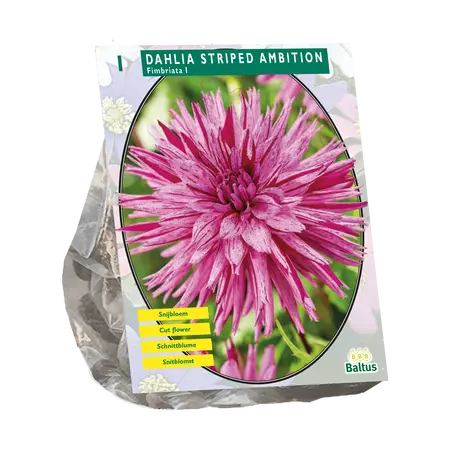 Dahlia Fimbriata Striped Ambition