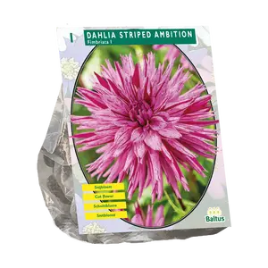 Dahlia Fimbriata Striped Ambition