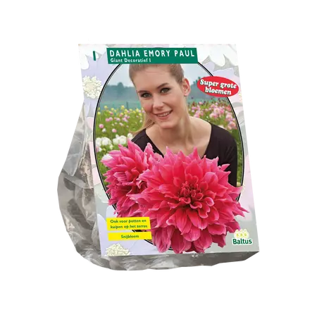 Dahlia Giant Decoratief Emory Paul (SUPER)