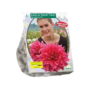 Dahlia Giant Decoratief Emory Paul (SUPER)