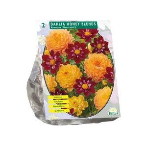 Dahlia Honey Blends